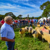 Beulah show 2019 by Andrew Dally